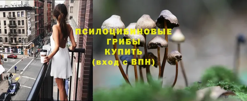 Галлюциногенные грибы Cubensis Городовиковск